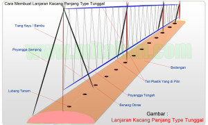 Membuat Lanjaran Kacang panjang Dengan Cara Mudah