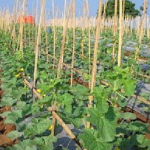lanjaran tanaman melon