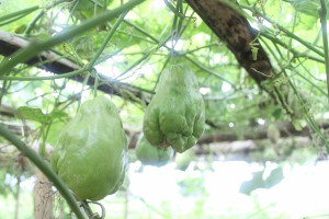 Lanjaran / Para-para tanaman labu siam/jipang