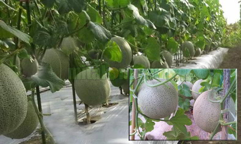 12 Tips Budidaya Menanam Melon Agar Berbuah Besar Dan Menguntungkan