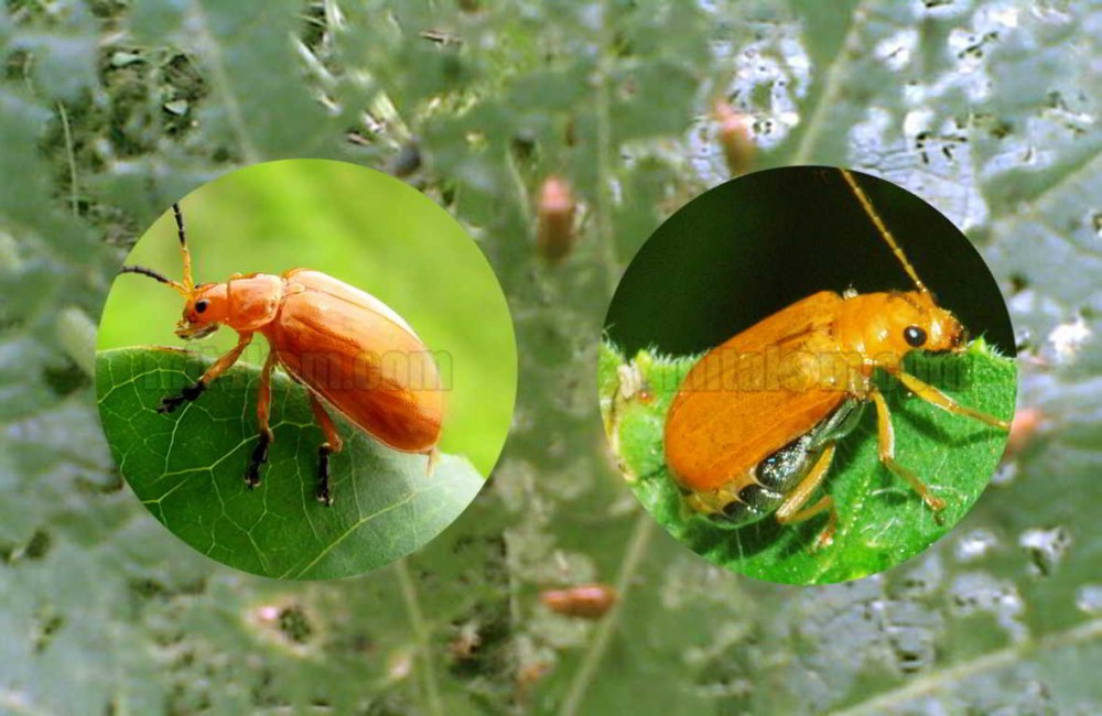12 Cara Jitu Membasmi dan Mengendalikan Hama OTENG-OTENG (Kumbang Daun)