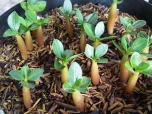 Tips Menanam Bunga Adenium Dalam Pot Petani
