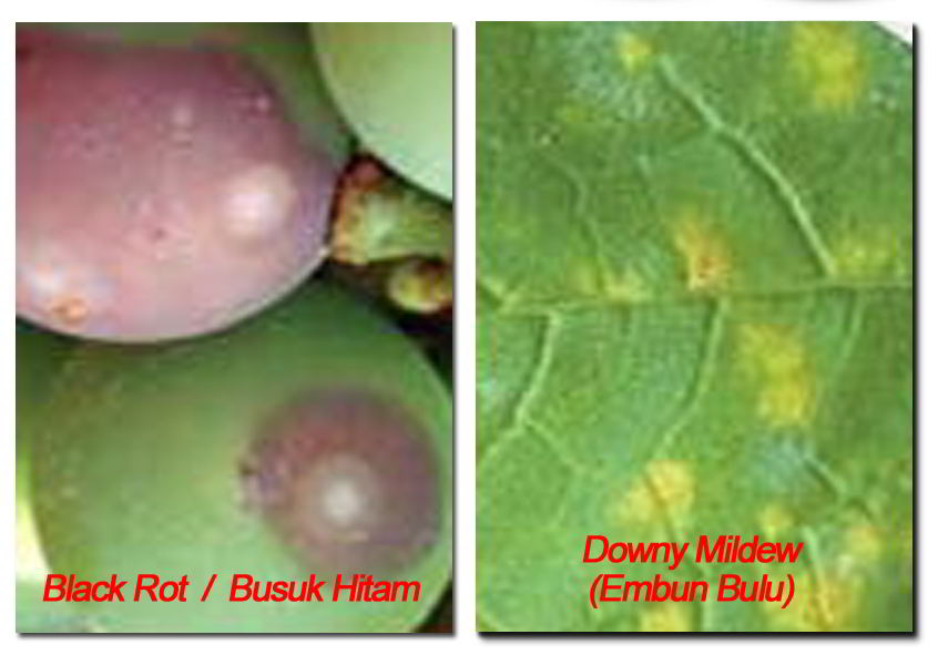 Penyakit black rot/busuk hitam dan penyakit embun bulu pada tanaman 