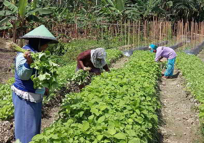 12 Cara Budidaya Menanam Bayam Cabut Agar Subur Cepat Panen Melimpah 4273