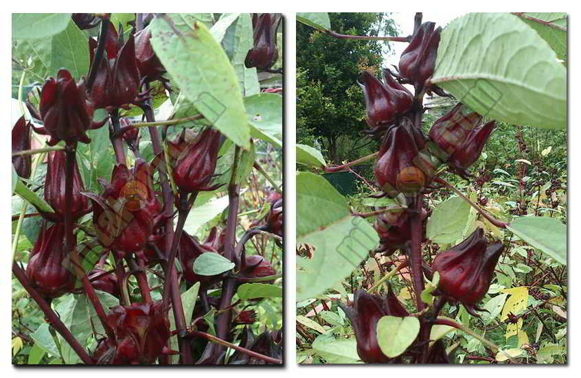 Kandungan Senyawa Dan Manfaat Rosela