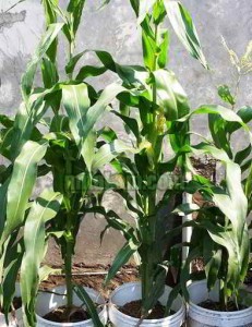 cara menanam jagung dalam pot (sumber: mitalom.com)