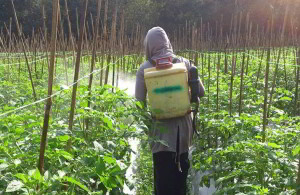 teknik dan cara tepat menyemprot tanaman