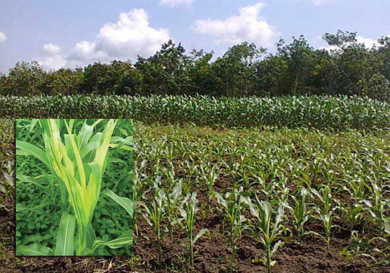 Cara mencegah dan cara mengatasi penyakit bulai pada tanaman jagung