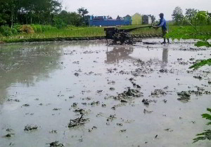 pengolahan lahan padi SRI