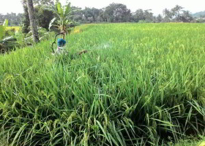 cara tepat menyemprot padi