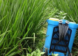 teknik yang benar menyemprot padi
