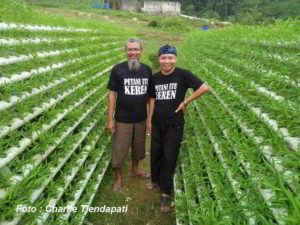 Cara Menanam KANGKUNG Hidroponik
