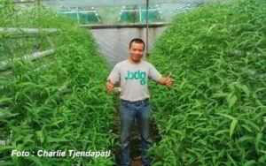 Jadi Jutawan dengan Kangkung Hidroponik 