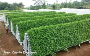 Kisah Sukses Petani Kangkung