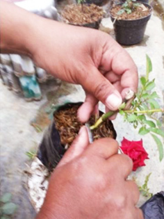 Cara Perbanyakan Bunga Mawar Dengan Okulasi Mata Berkayu