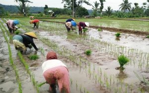 Cara MENANAM BIBIT Padi