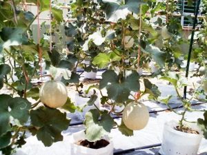 Tips Budidaya MELON HIDROPONIK di Pot atau Polybag