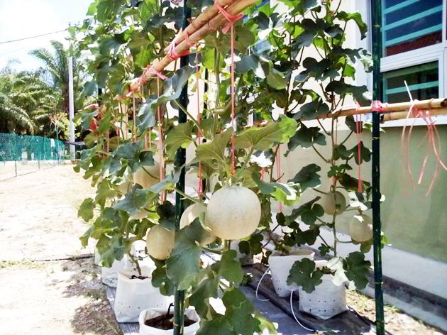 10 Tahap Mudah Dan Panduan Lengkap Budidaya Melon Hidroponik Fertigasi