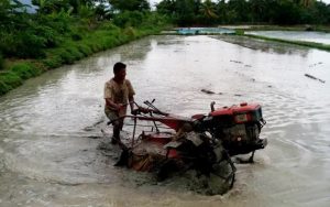 Cara Mengolah LAHAN PADI