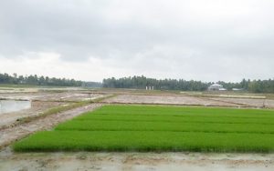 Cara SEMAI BENIH Padi