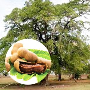 Kandungan Kimia dan Khasiat Manfaat Asam Jawa