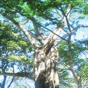 Kandungan Kimia dan Khasiat Pohon Balsem