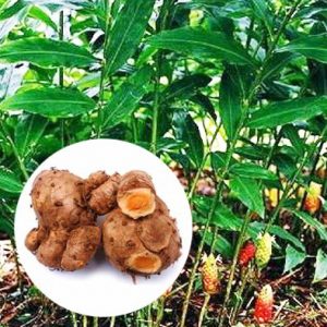 Kandungan Kimia dan Khasiat Manfaat Bengle
