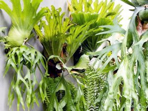 Jenis Tanaman Untuk Kebun Vertikal