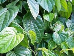 Jenis Tanaman Merambat Untuk Taman Vertikal