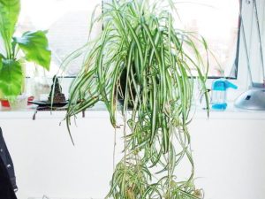 Tanaman yang Baik Untuk Kebun Vertikal