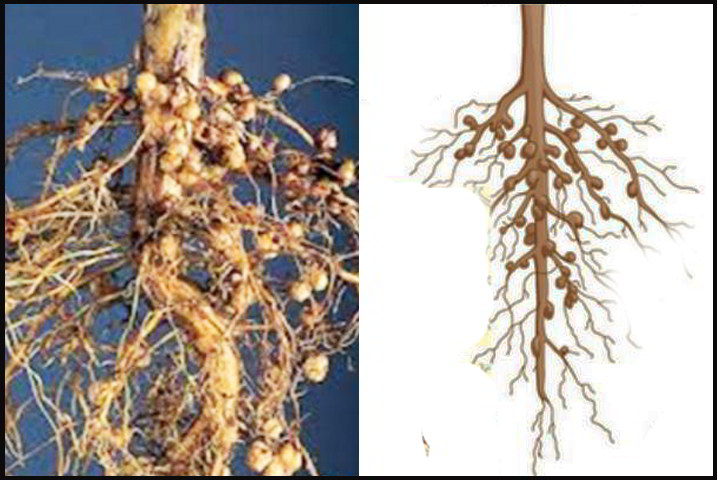 16 Tahap Mudah Cara Inokulasi BAKTERI RHIZOBIUM dan Manfaatnya