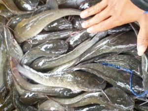 Budidaya dan Cara Merawat Ikan Lele