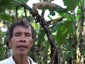 Cara Menanam Pisang Organik Berkualitas Tinggi