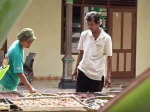 Cara Menanam Pisang yang Menguntungkan