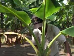 Cara Sukses Budidaya Pisang Organik