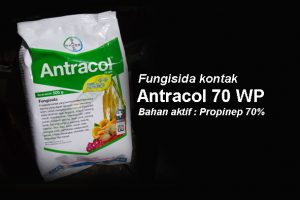 Plus - Minus Fungisida Antracol 70 WP