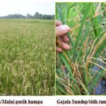 7 Tahap Mudah Cara Menanam BAWANG MERAH HIDROPONIK Sederhana