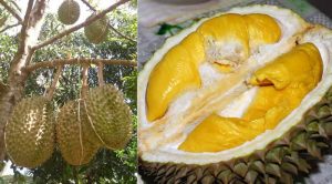 Cara Agar Durian Berbuah Besar dan Berdaging Tebal