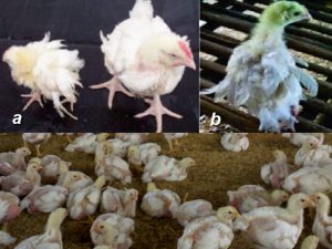 Cara Jitu Mengatasi Penyakit Kerdil Ayam Broiler