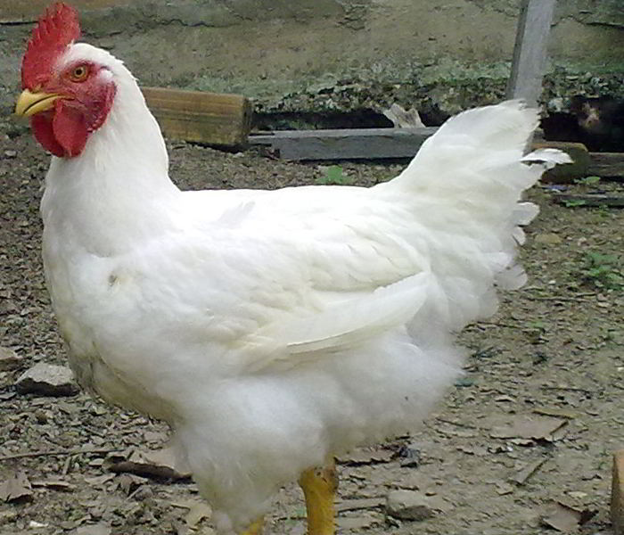Klasifikasi Ayam, Anatomi dan Morfologi Ayam Serta Ciri-ciri Ternak Ayam