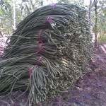 Budidaya Kacang Panjang