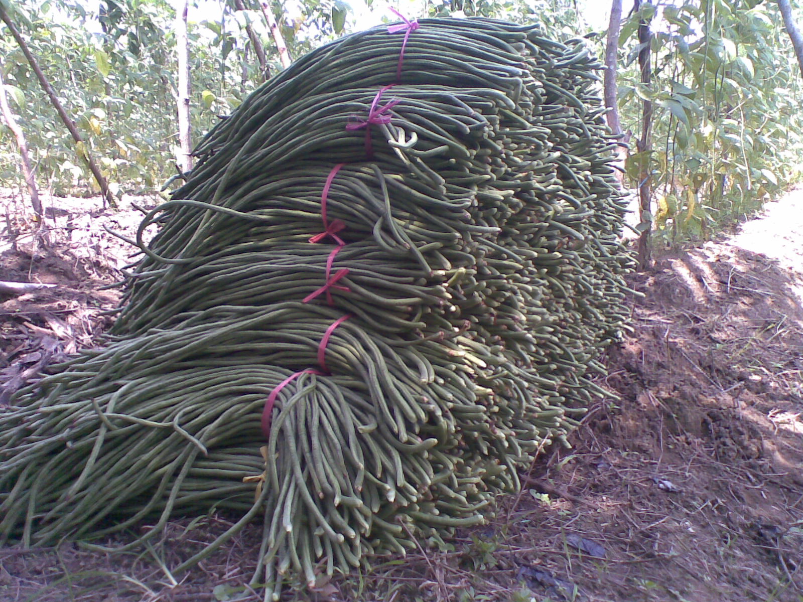  Budidaya Kacang Panjang