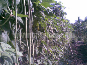 Budidaya Kacang Panjang mitalom