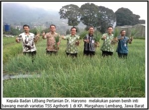 Varietas Baru Bawang Merah Agrihorti 1