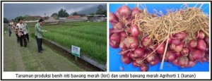 varietas bawang merah agrihorti