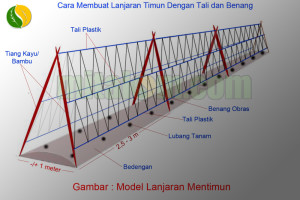 Model lanjaran mentimun