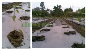 mencegah kering batang dan serangan jangkrik