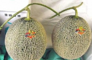 Harga melon paling mahal