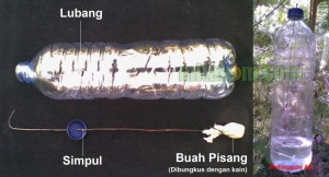 membuat perangkap lalat buah