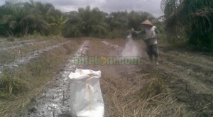 Fungsi kapur dolomit untuk tanaman